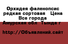 Орхидея фаленопсис редкая сортовая › Цена ­ 800 - Все города  »    . Амурская обл.,Тында г.